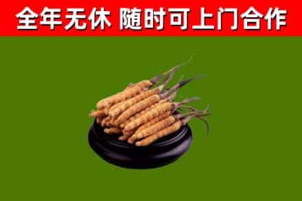 兴安区回收冬虫夏草