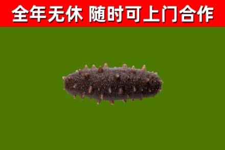 兴安区回收海参干